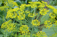 Dill Plant.