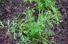 Ajwain Plant.