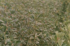 Fenugreek Plants.